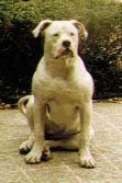 Arnold Schwarzenegger Puppy!